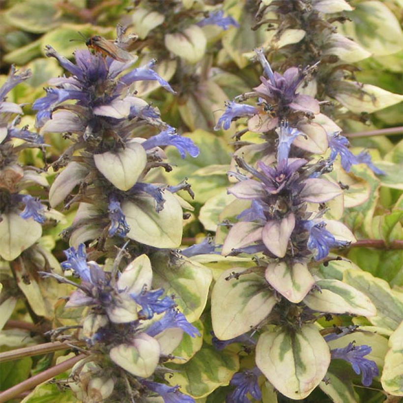 Ajuga reptans Golden Glow - Kriechender Günsel (Blüte)