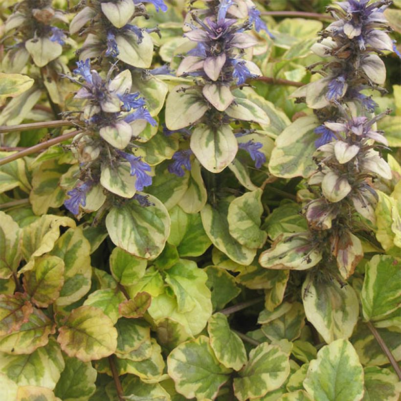 Ajuga reptans Golden Glow - Kriechender Günsel (Hafen)