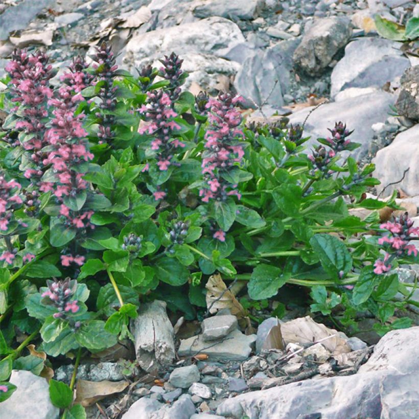 Ajuga reptans Pink Elf - Kriechender Günsel (Hafen)