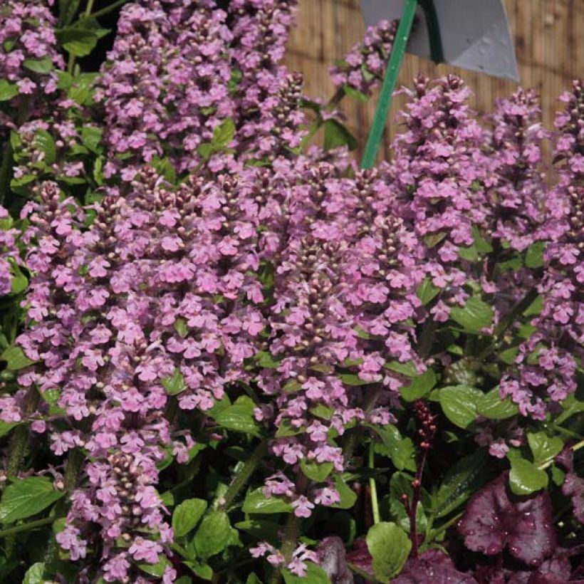 Ajuga reptans Purple Torch - Kriechender Günsel (Hafen)