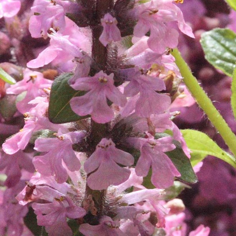 Ajuga reptans Purple Torch - Kriechender Günsel (Blüte)