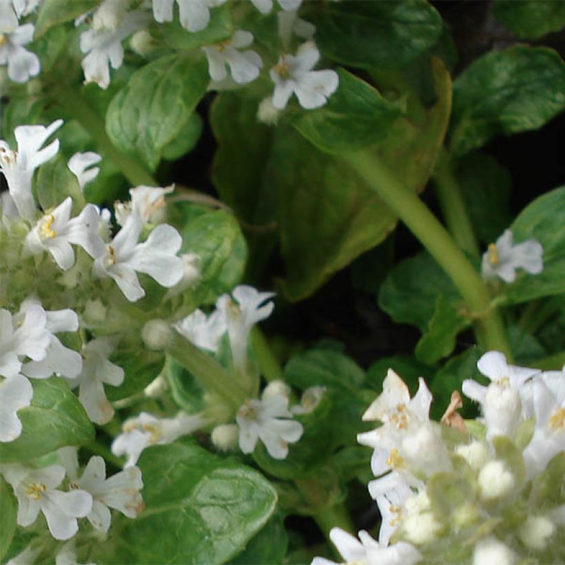 Ajuga reptans Sanne - Kriechender Günsel (Laub)