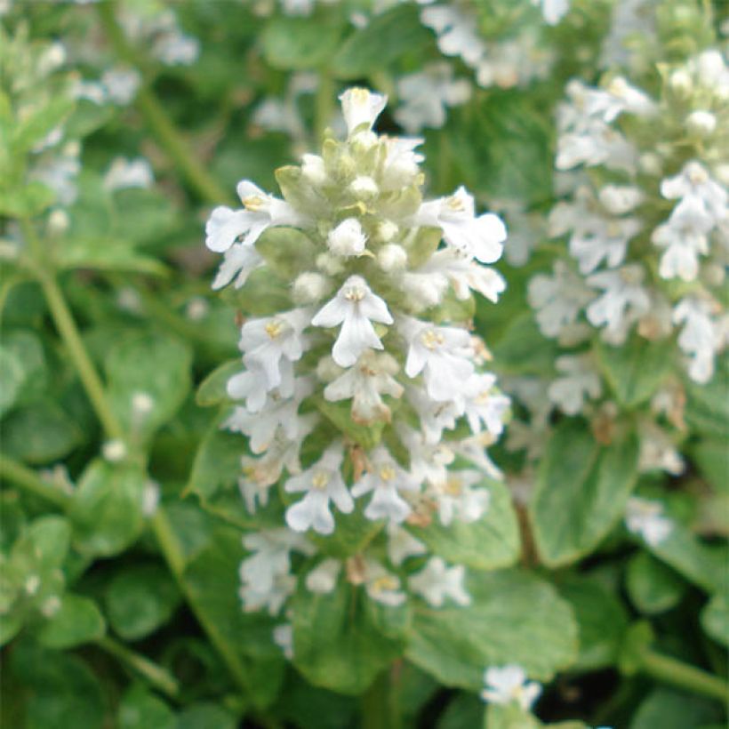 Ajuga reptans Sanne - Kriechender Günsel (Blüte)