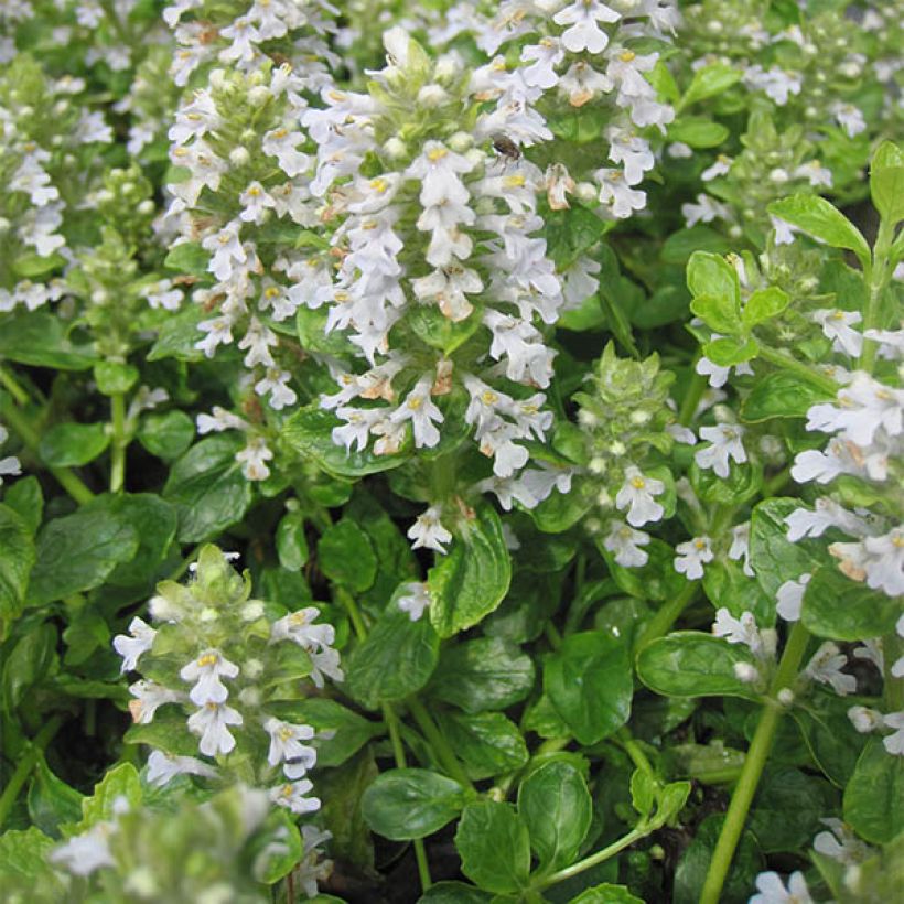 Ajuga reptans Sanne - Kriechender Günsel (Hafen)