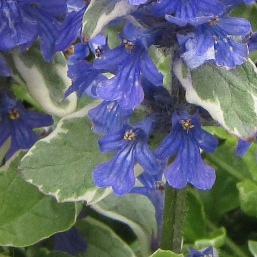 Ajuga reptans Variegata - Kriechender Günsel (Blüte)