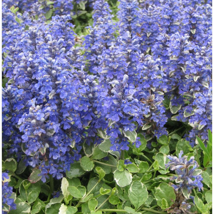 Ajuga reptans Variegata - Kriechender Günsel (Hafen)