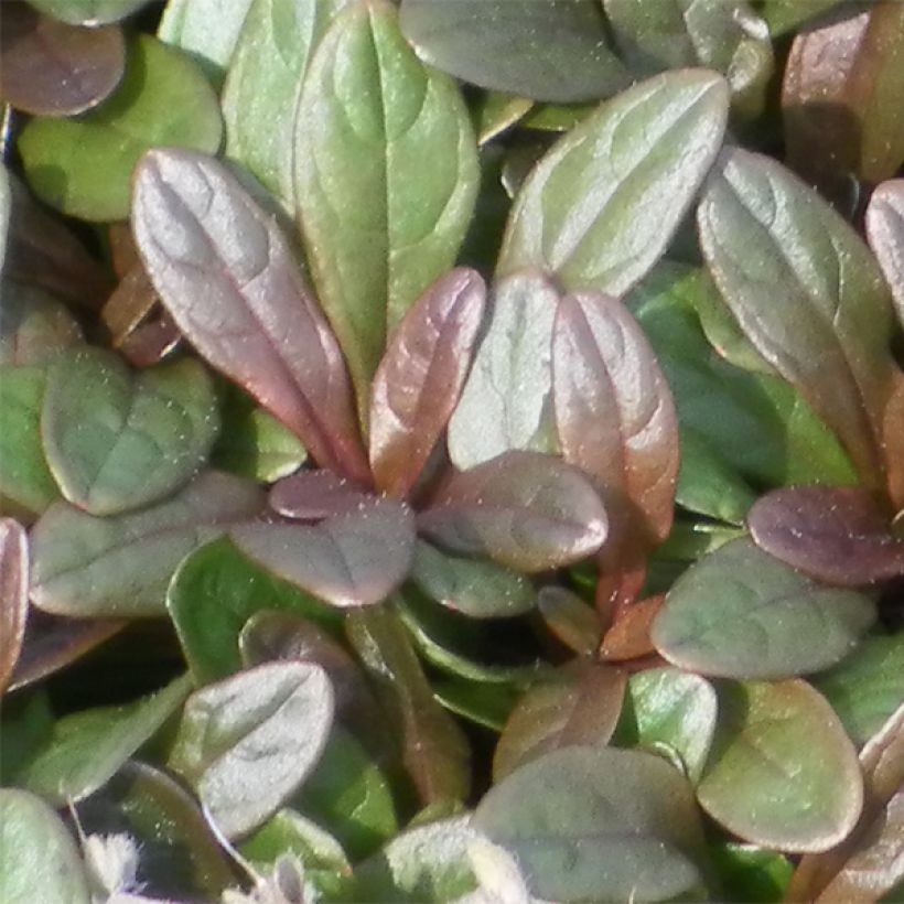 Ajuga Chocolate Chip - Kriechender Günsel (Laub)