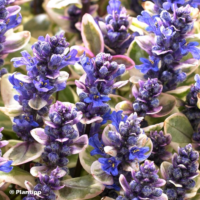 Ajuga Princess Nadia - Kriechender Günsel (Blüte)