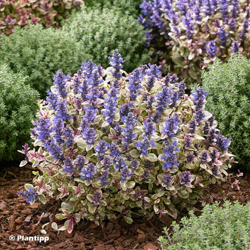 Ajuga Princess Nadia - Kriechender Günsel (Hafen)