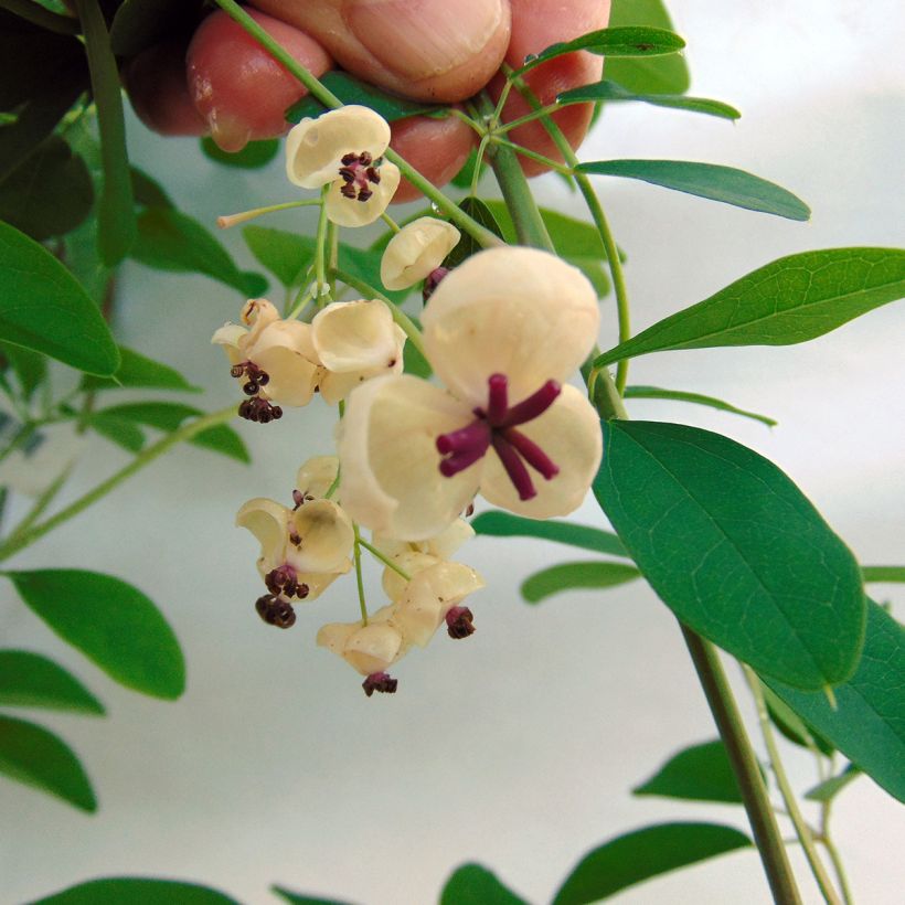 Akebia quinata Akebia Cream Form (Blüte)