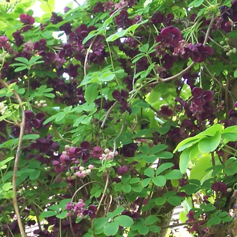 Akebia quinata var. Rosea (Blüte)