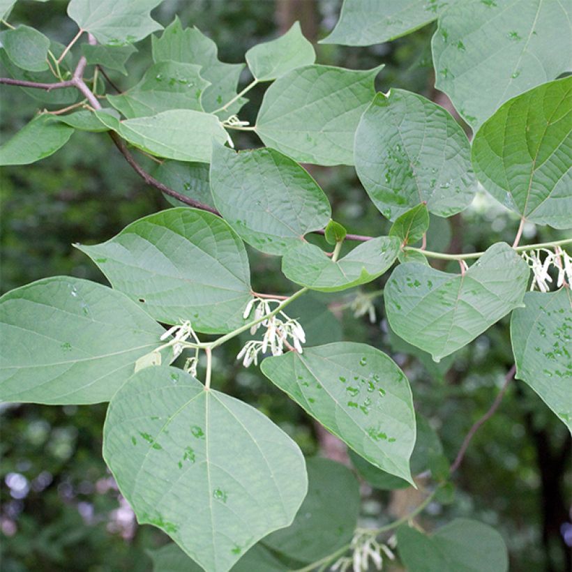 Alangium chinense (Laub)