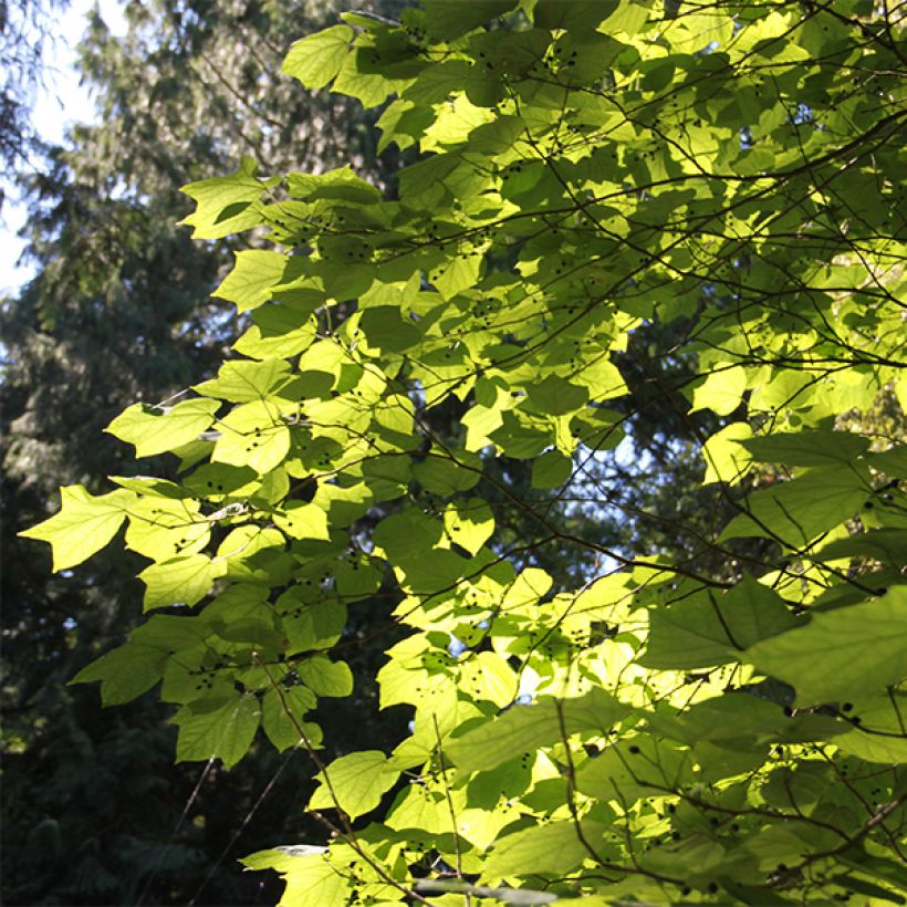 Alangium platanifolium (Laub)