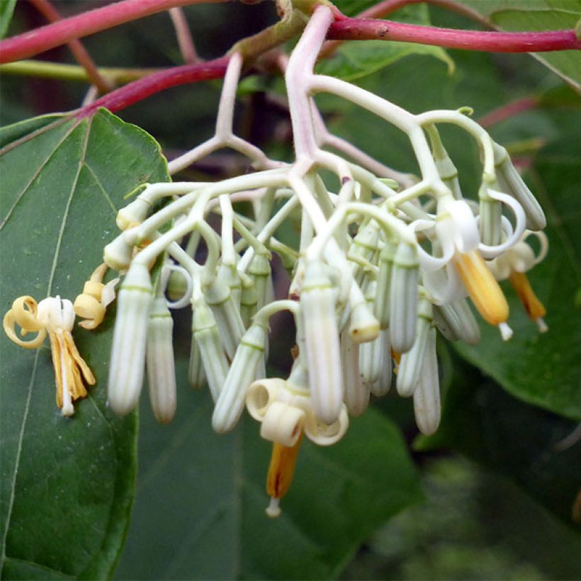 Alangium platanifolium (Blüte)