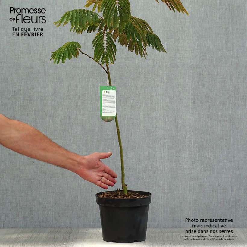 Exemplar von Albizia julibrissin Evey's Pride - Arbre de soie Pot de 5L wie im Herbst geliefert