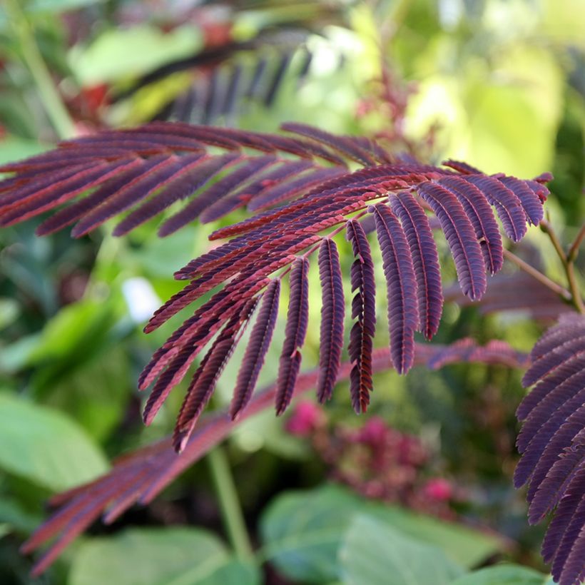 Albizia julibrissin Evey's Pride - Seidenakazie (Laub)