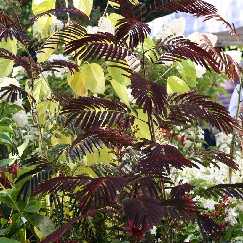 Albizia julibrissin Evey's Pride - Seidenakazie (Hafen)