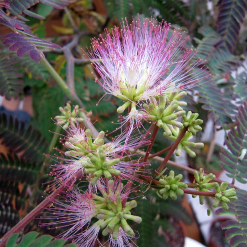 Albizia julibrissin Evey's Pride - Seidenakazie (Blüte)