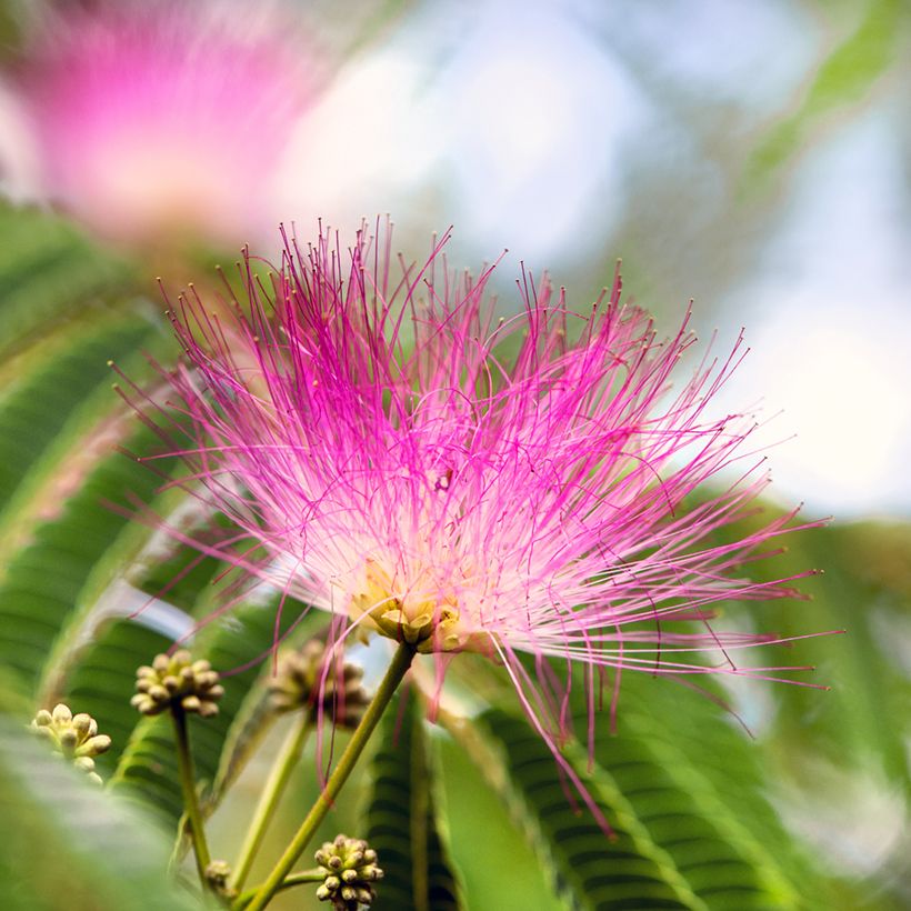 Albizia julibrissin Ombrella - Seidenakazie (Blüte)