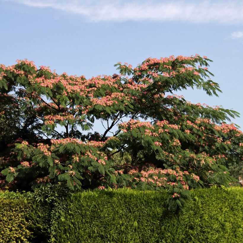 Albizia julibrissin Ombrella - Seidenakazie (Hafen)