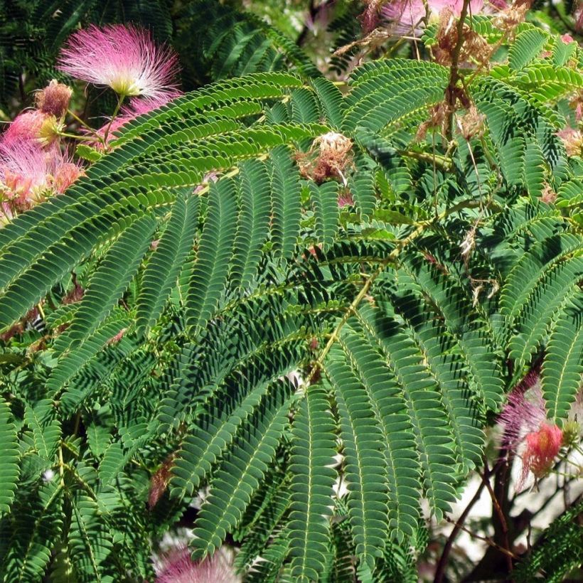 Albizzia julibrissin Rosea - Seidenakazie (Laub)