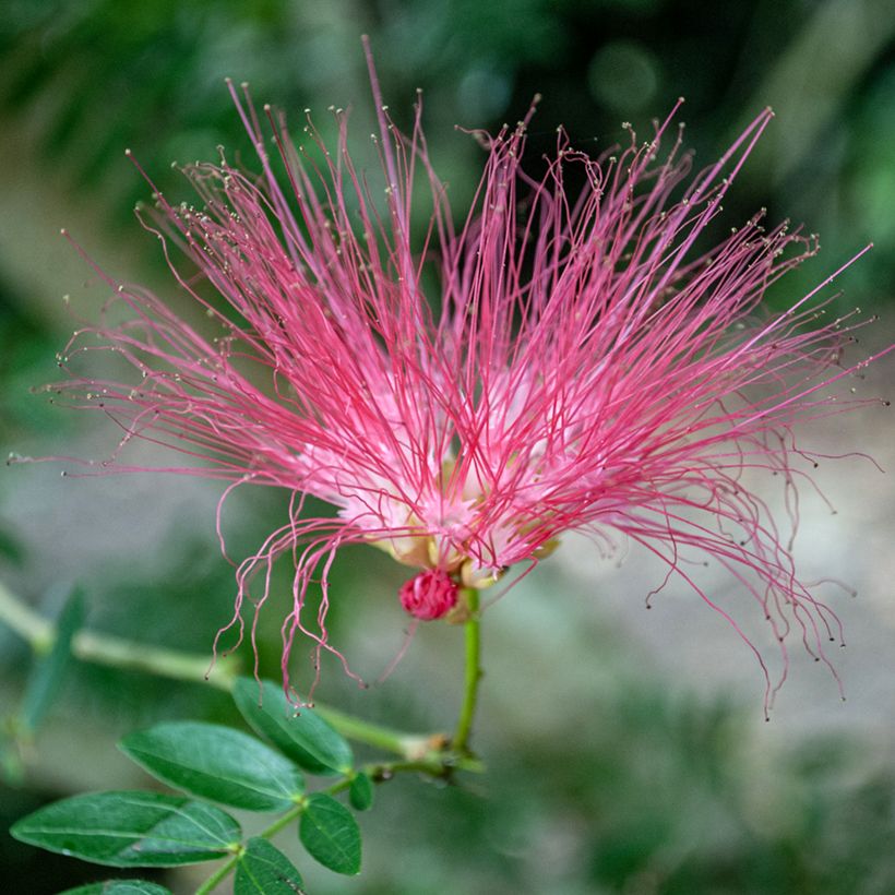 Albizzia julibrissin Rosea - Seidenakazie (Blüte)