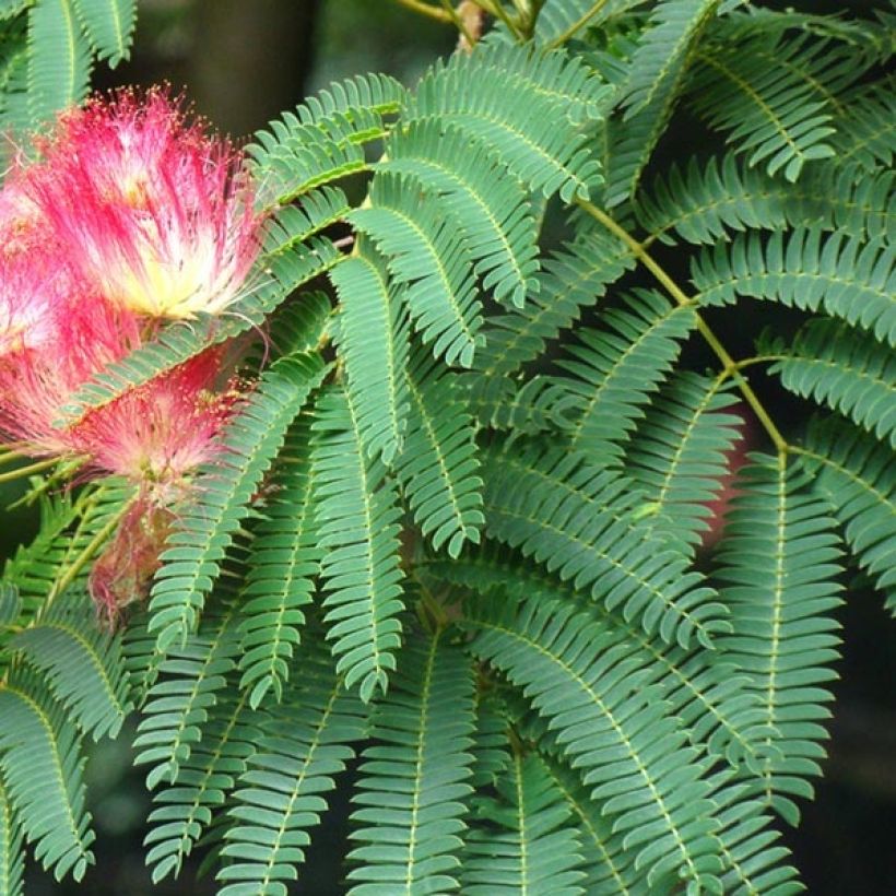 Albizia julibrissin Rouge Selection - Seidenakazie (Laub)