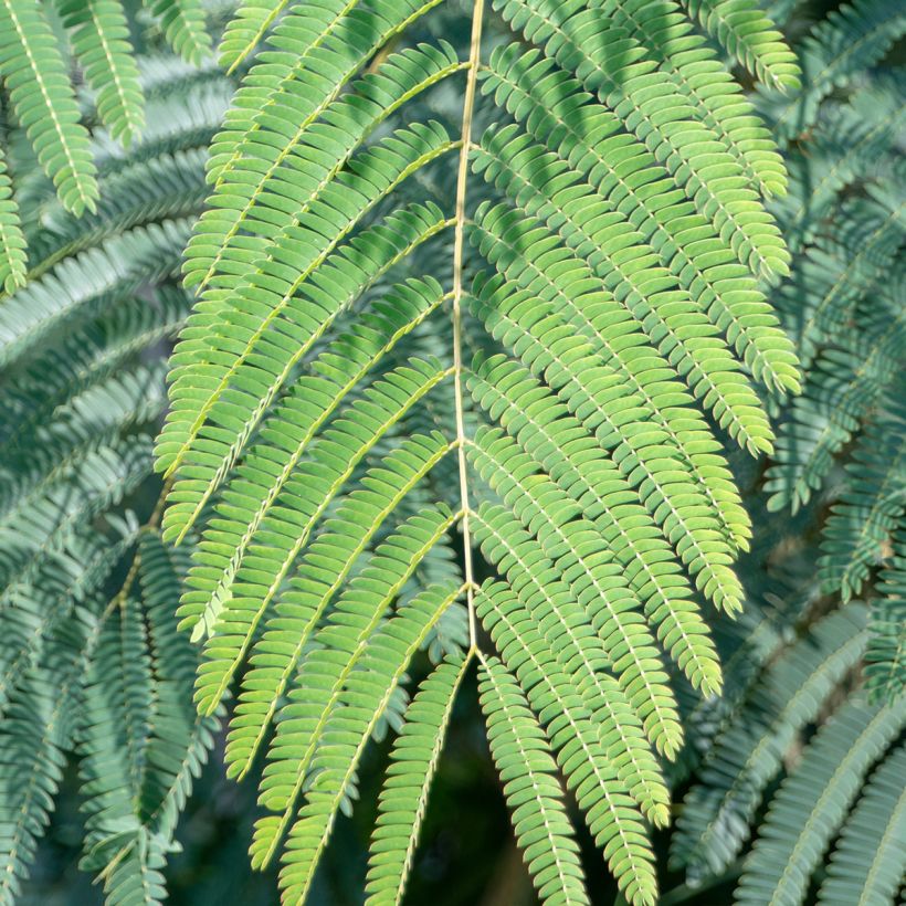 Albizia julibrissin 'Shidare' - Seidenakazie (Laub)