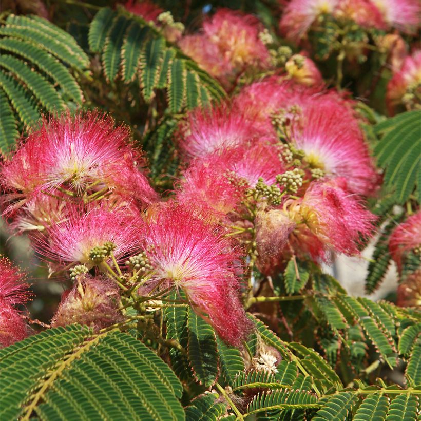 Albizia julibrissin 'Shidare' - Seidenakazie (Blüte)