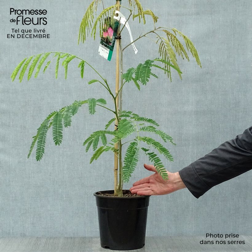 Exemplar von Albizzia Tropical Dream - Arbre à soie Pot de 7,5L/10L wie im Winter geliefert