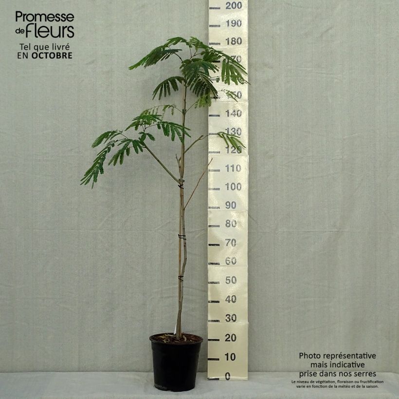 Exemplar von Albizzia Tropical Dream - Arbre à soie Pot de 7,5L/10L wie im Herbst geliefert