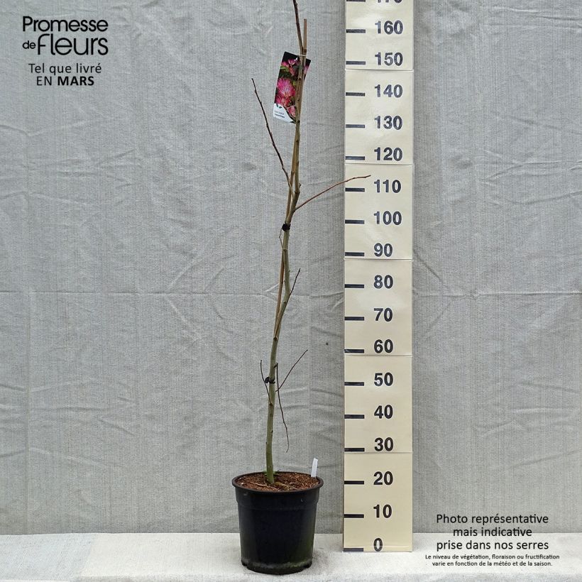 Exemplar von Albizia julibrissin Tropical Dream - Seidenakazie Topf mit 7,5L/10LGelieferte Höhe ca. 100/120cm wie im Frühjahr geliefert