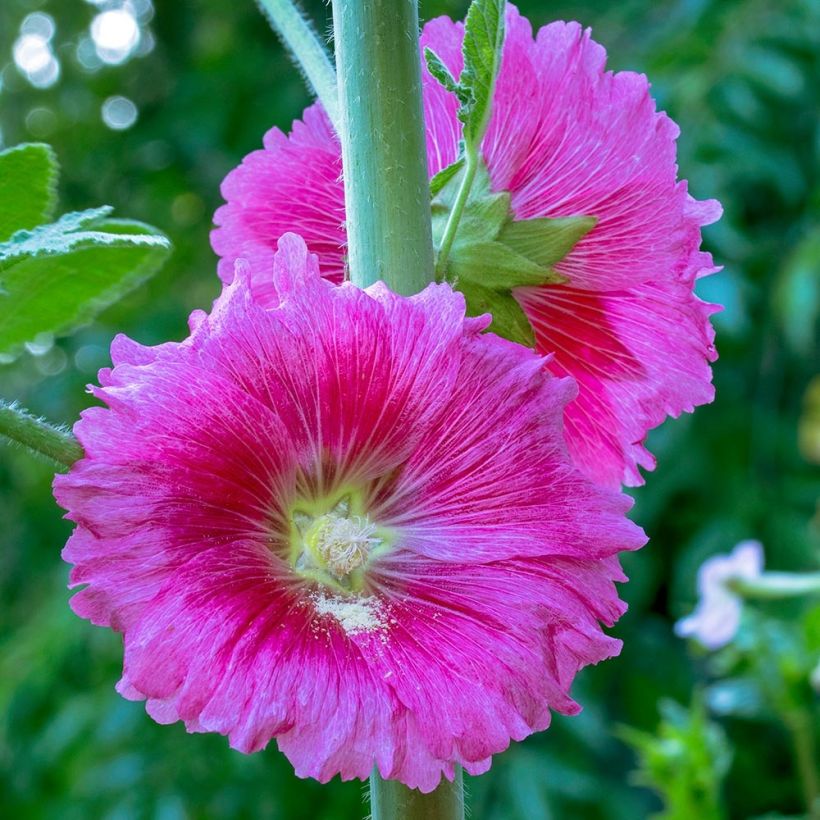 Alcea ficifolia - Feigenblättrige Stockrose (Blüte)