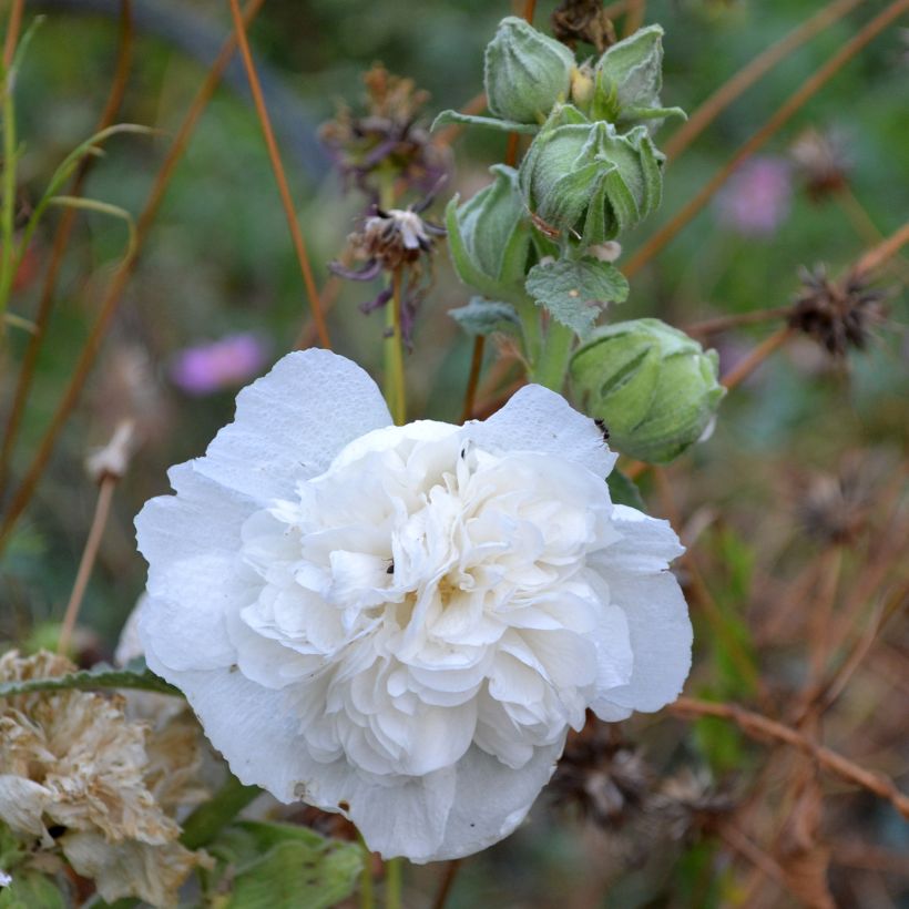 Alcea rosea Chater's Double White - Gewöhnliche Stockrose (Blüte)