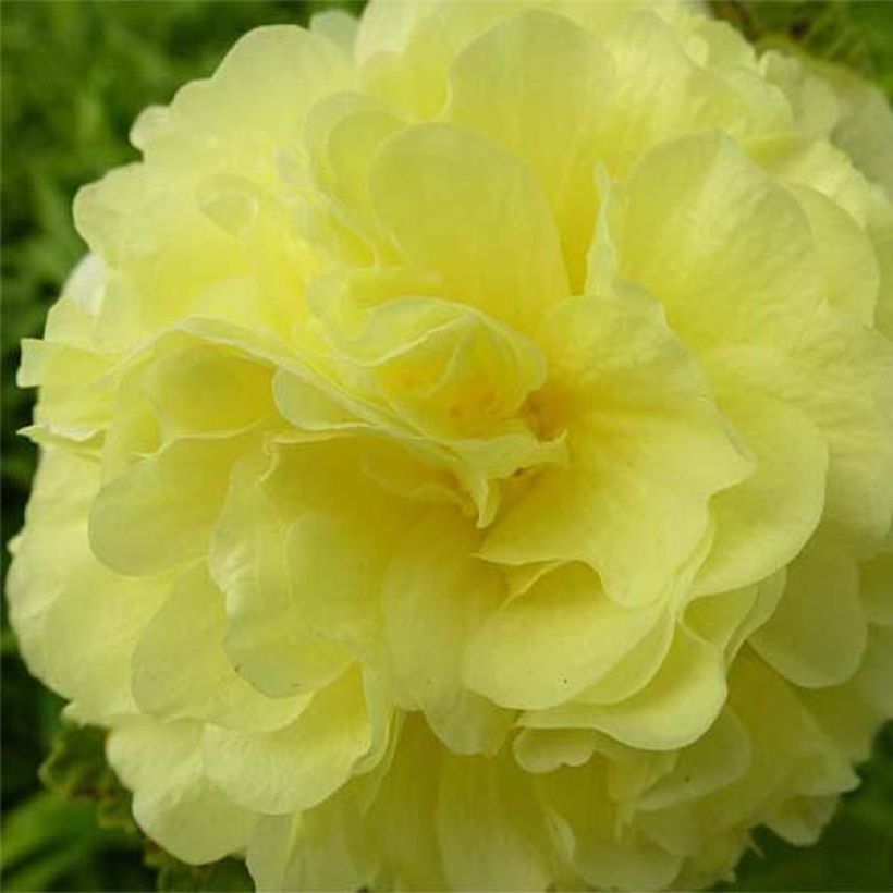 Alcea rosea Chater's Double Yellow - Gewöhnliche Stockrose (Blüte)