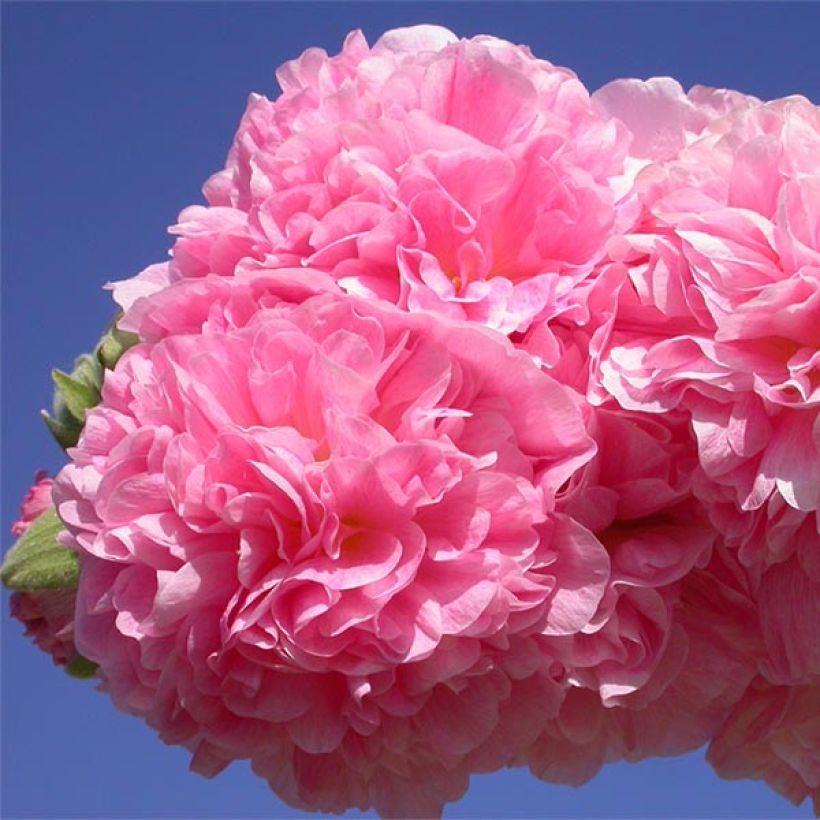 Alcea rosea Chater's Double Rose - Gewöhnliche Stockrose (Blüte)