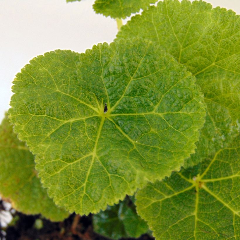 Alcea Crème de Cassis - Gewöhnliche Stockrose (Laub)