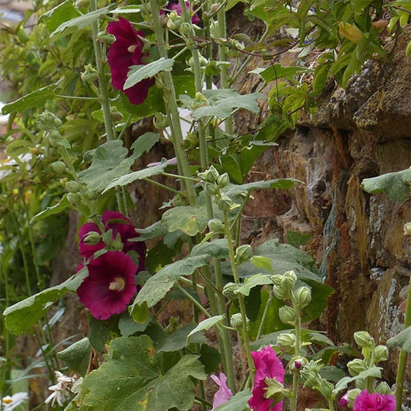 Alcea rosea Simplex - Gewöhnliche Stockrose (Laub)