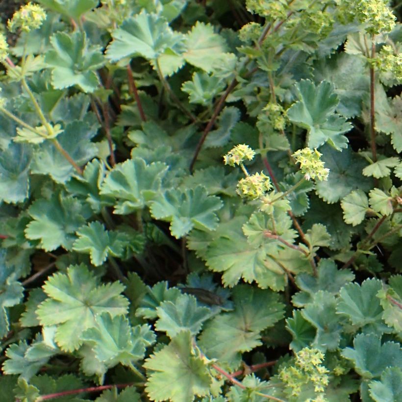 Alchemilla caucasica - Kaukasicher Frauenmantel (Laub)