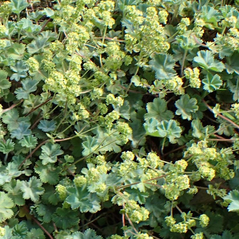 Alchemilla caucasica - Kaukasicher Frauenmantel (Blüte)