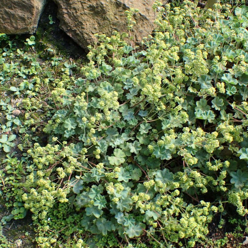 Alchemilla caucasica - Kaukasicher Frauenmantel (Hafen)