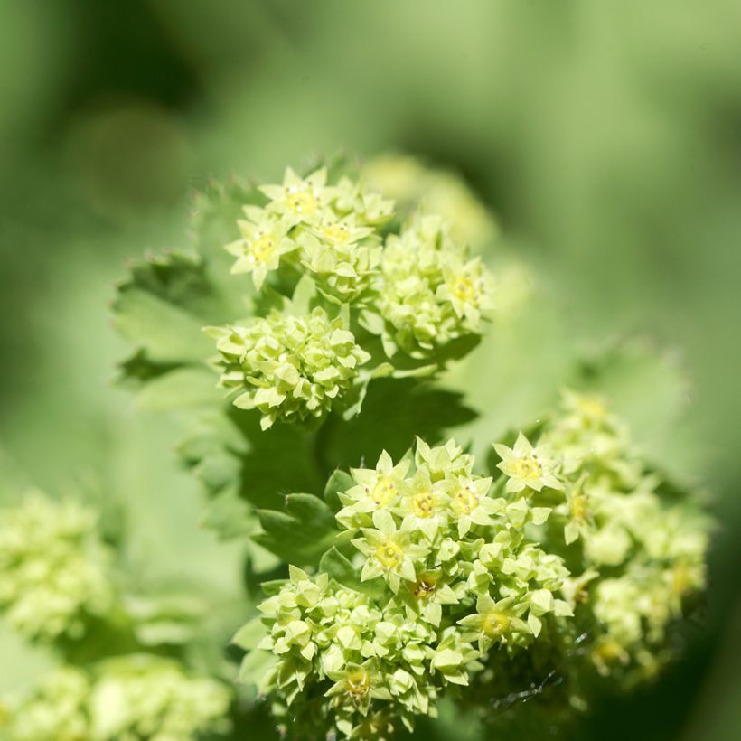 Alchemilla epipsila - Kahler Frauenmantel (Blüte)