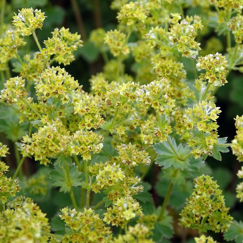 Alchemilla erythropoda - Frauenmantel (Blüte)