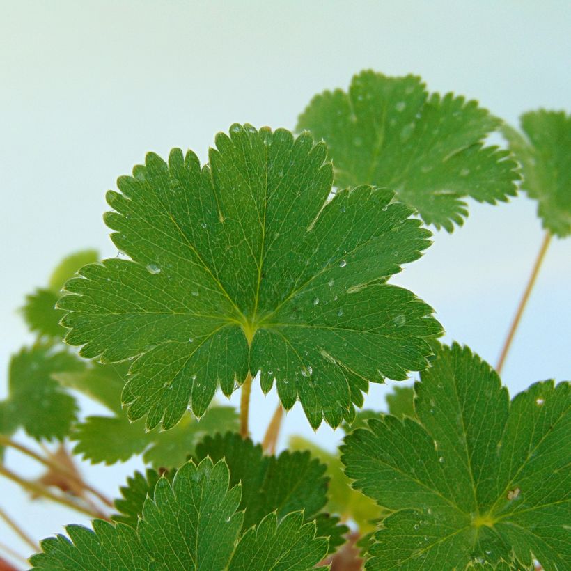 Alchemilla erythropoda - Frauenmantel (Laub)