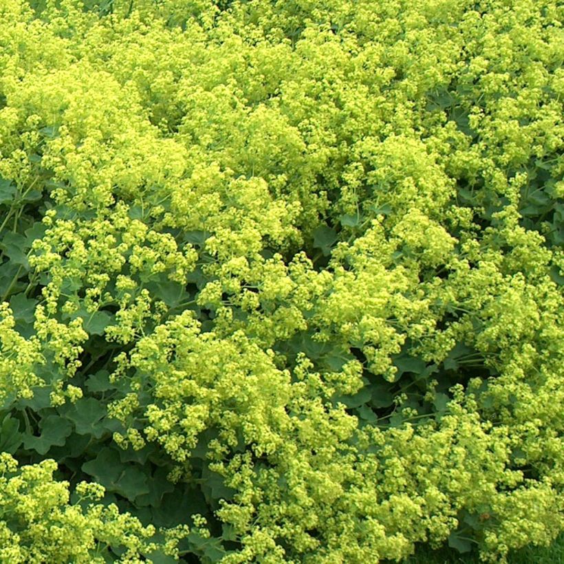 Alchemilla mollis Thriller - Großblättriger Frauenmantel (Blüte)