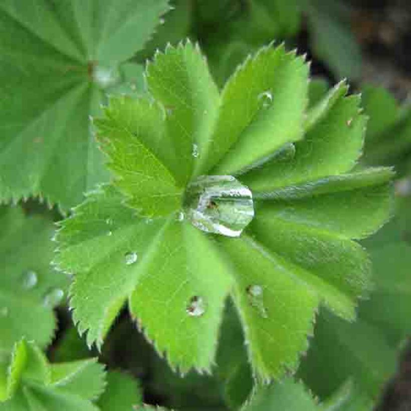 Alchemilla vulgaris - Gemeiner Frauenmantel (Laub)