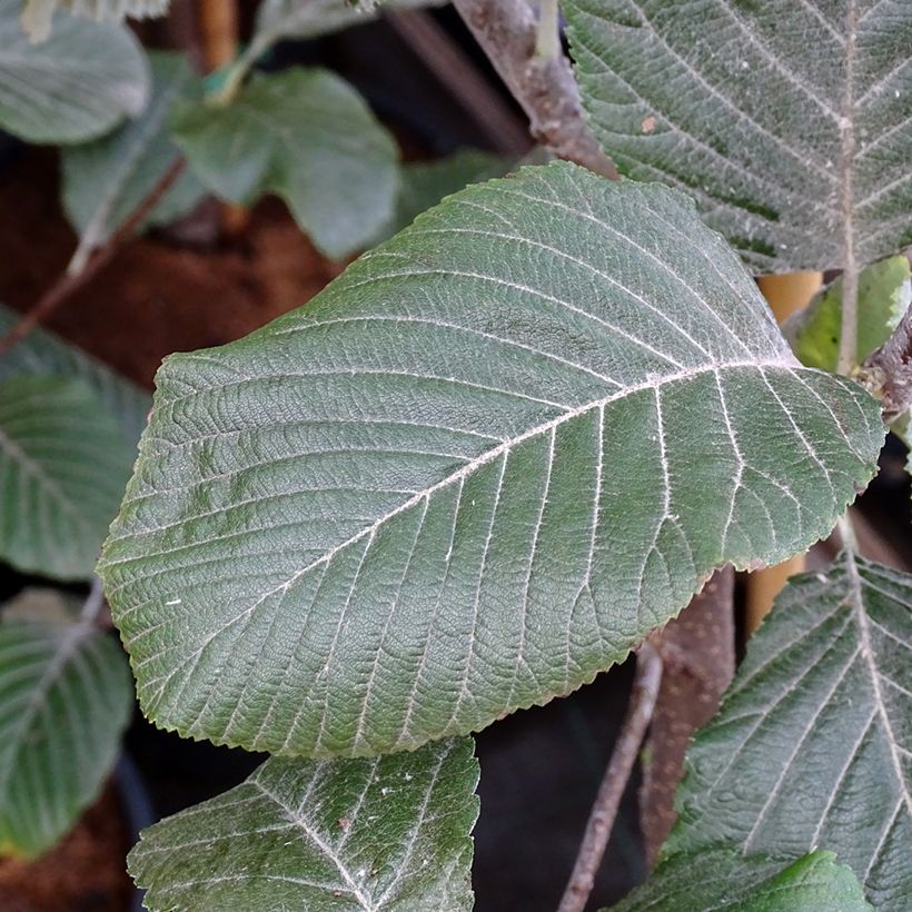 Echte Mehlbeere Lutescens - Sorbus aria (Laub)