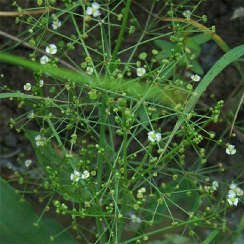 Alisma parviflora - Rundblättrige Froschlöffel (Blüte)