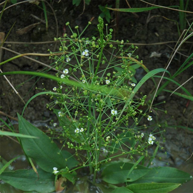 Alisma parviflora - Rundblättrige Froschlöffel (Hafen)