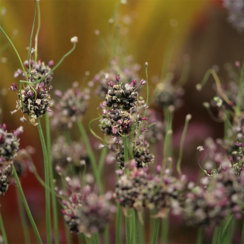 Allium scorodoprasum Bizarre - Knoblauchartiger Lauch (Blüte)